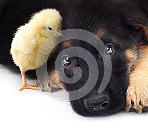 Cute little chicken and puppy german shepherd dog