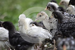 A cute little chickes on green grass