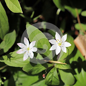 Cute little Chickweed Wintergreen in a sunny glade
