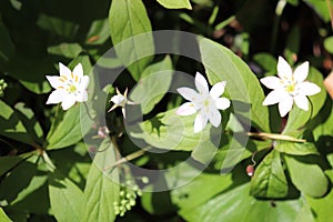 Cute little Chickweed Wintergreen in a sunny glade