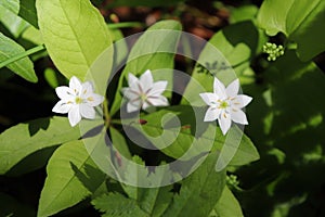 Cute little Chickweed Wintergreen in a sunny glade