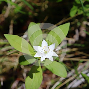 Cute little Chickweed Wintergreen in a sunny glade