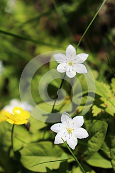 Cute little Chickweed Wintergreen in a sunny glade