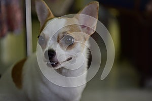 The cute little Chihuahua dog was staring to the right while playing in the room. photo