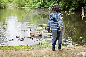 Cute little child feeding ducks in the pond in a park