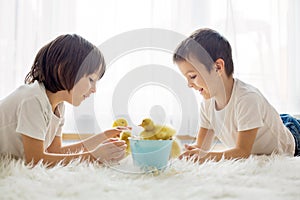 Cute little children, boy brothers, playing with duckling spring
