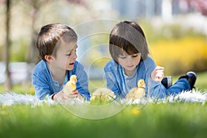 Cute little children, boy brothers, playing with ducklings springtime