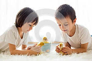 Cute little children, boy brothers, playing with ducklings springtime