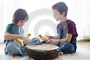 Cute little children, boy brothers, playing with ducklings springtime