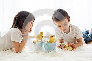 Cute little children, boy brothers, playing with ducklings springtime