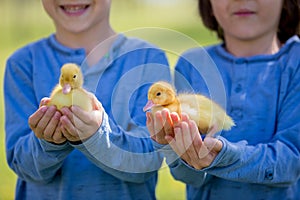 Cute little children, boy brothers, playing with ducklings springtime