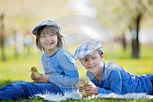 Cute little children, boy brothers, playing with ducklings springtime