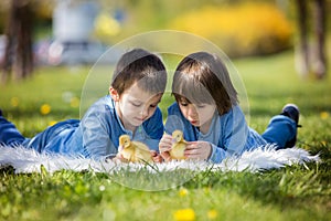 Cute little children, boy brothers, playing with ducklings springtime