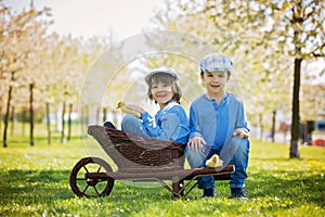 Cute little children, boy brothers, playing with ducklings springtime