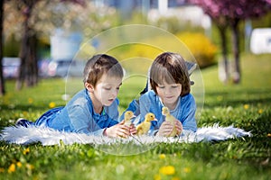 Cute little children, boy brothers, playing with ducklings springtime