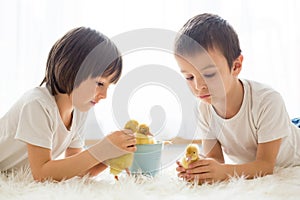 Cute little children, boy brothers, playing with ducklings springtime