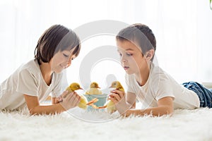 Cute little children, boy brothers, playing with ducklings springtime