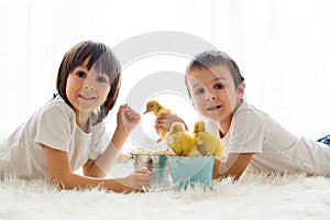 Cute little children, boy brothers, playing with ducklings springtime