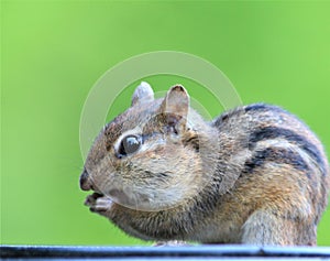 Chipmunk