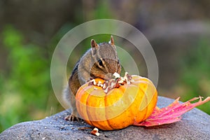 Cute little chipmunk eating nuts in autumn