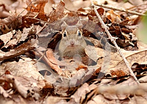 Cute little chipmunk in leaves