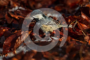 Cute little coal tit searching for beechnuts in winter