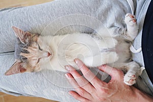 Cute little colored kitten lies on the back in the lap of a girl, top view. Love for animals concept