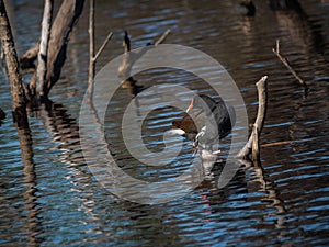 Cute little common gallinule in water