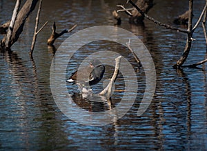 Cute little common gallinule in water