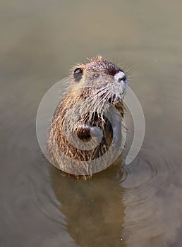 Cute little coypu