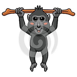 Cute little crested black macaque cartoon hanging on tree
