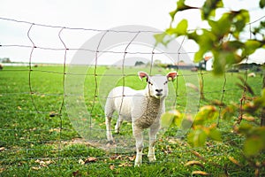 Cute little curious white lamb behind a fence staring into the camera standing in a vibrant green pasture during spring