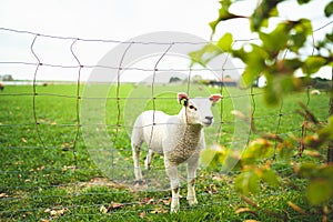 Cute little curious white lamb behind a fence staring into the camera standing in a vibrant green pasture during spring