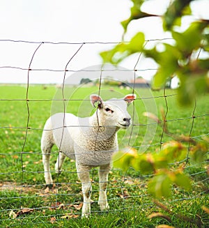 Cute little curious white lamb behind a fence staring into the camera standing in a vibrant green pasture during spring