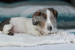 Cute little dachshund dog puppy laying down on his blue cozy blanket looking up