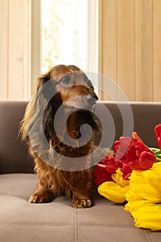 Cute little dachshund dog sitting on couch with red and yellow tulips. Small longhaired wiener dog in flowers at home