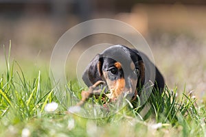 cute little dachshund puppy dog outside in nature on grass