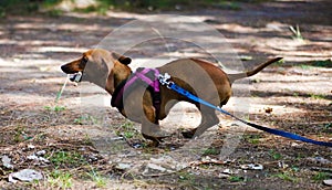 Cute little Dachshund wiener dog beautiful puppy