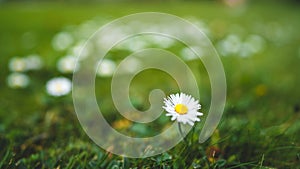 Cute little daisies isolated in vibrant green grass during spring with shallow dept of field creating beautiful bookah