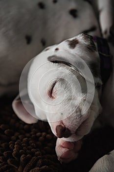 Cute little Dalmatian puppy dog sleeping