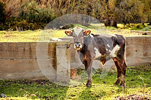 Cute little dark brown and white calf cow at the farm