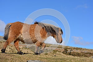 Dartmoor pony, roaming free on the moors