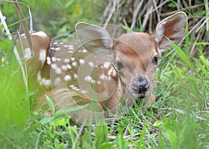 Cute little deer photo
