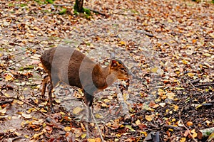 Cute little deer in wild nature in autumn. Adorable roe deer fawn Capreolus capreolus