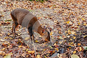 Cute little deer in wild nature in autumn. Adorable roe deer fawn Capreolus capreolus