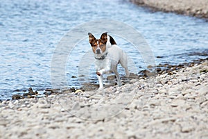 cute little Dog on the Beach