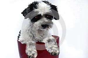 Cute little dog with big eyes in flower pot