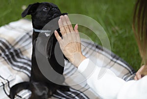 Cute little dog of breed \'Petit Brabancon Griffon Belge\' gives a paw to a woman standing on back paws