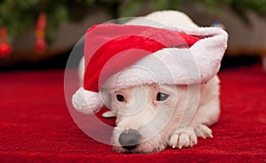 Cute Little Dog with Christmas Hat