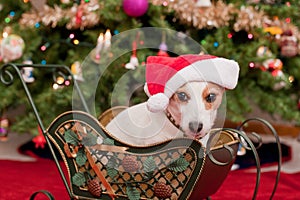 Cute Little Dog with Christmas Hat
